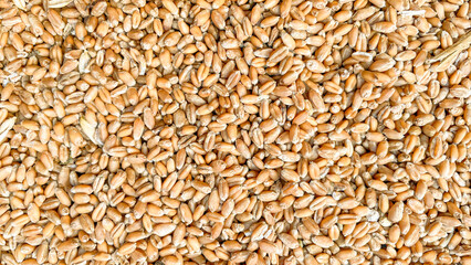 beautiful wheat texture for chickens in bright colors