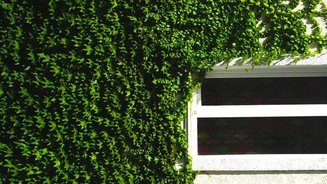 White wall with a window overgrown with plants on a bright sunny day. 4K
