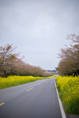 Fototapeta premium Noksan Road , Cherry Blossom in Spring At Jeju Island, South Korea