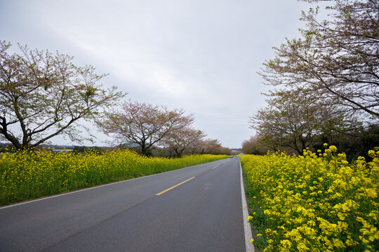 Noksan Road , Cherry Blossom in Spring At Jeju Island, South Korea