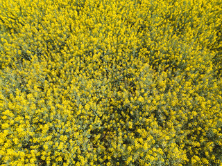 Rapeseed field. Spring time.