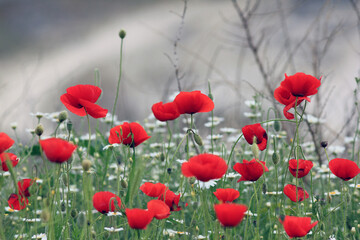 Blooming red poppies in a meadow on a blurry background