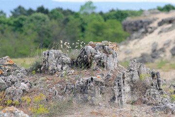 Picturesque stones with flowering plants in the vicinity of the village of Slnchevo (Bulgaria)