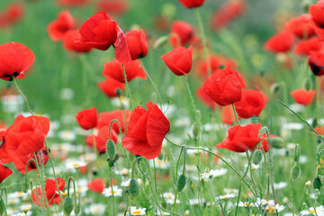Blooming red poppies in a meadow on a blurry background