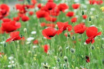 Obraz premium Blooming red poppies in a meadow on a blurry background 