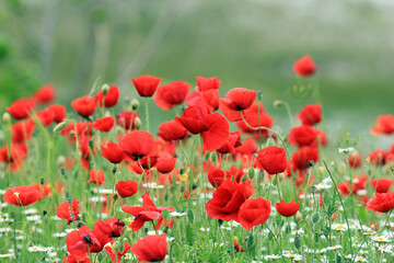 Blooming red poppies in a meadow on a blurry background
