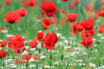 Fototapeta premium Blooming red poppies in a meadow on a blurry background 