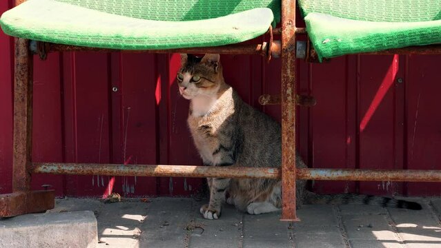 A striped gray cat hides in the shade and watches around on a hot summer day. 4K