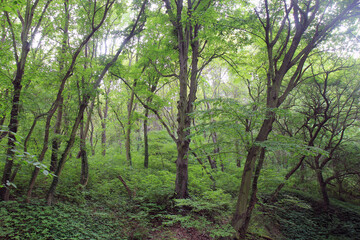 A path and trees in a spring forest
