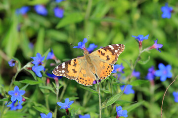 Orange butterfly Vanessa cardui on blue flowers
