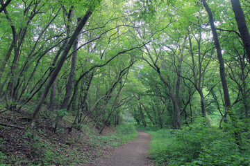 A path and trees in a spring forest
