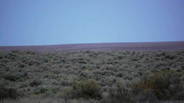 Angry coyote yells at camera from sage brush in Montana