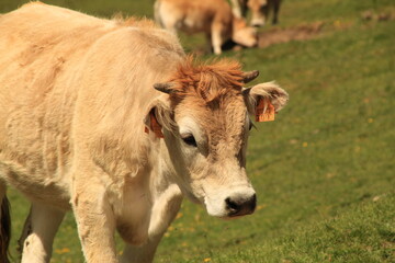 Fototapeta premium Vaca en el césped