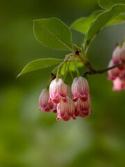 Closeup of flowers of Enkianthus Campanulatus 'Redvein' in a garden in early summer against a diffused green background
