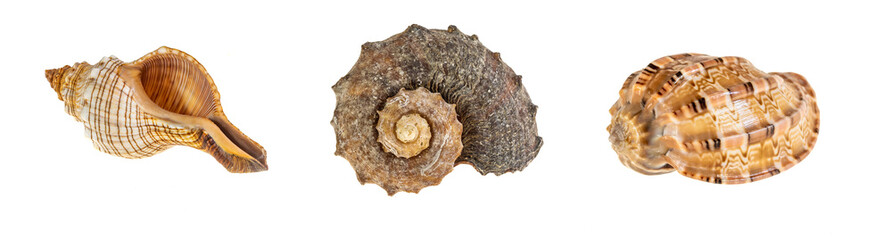 shell of a sea snail on a transparent background. png