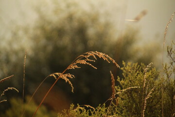 Plant illuminated by evening light