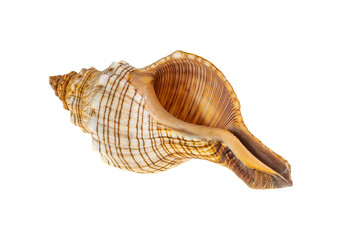 shell of a sea snail on a transparent background. png