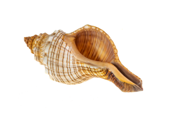 shell of a sea snail on a transparent background. png