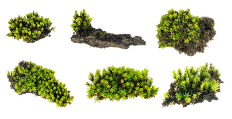 green moss on a transparent background. png © Krzysztof Bubel