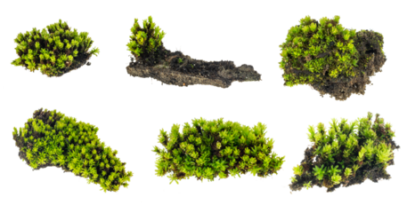 green moss on a transparent background. png