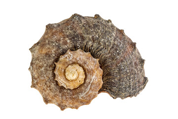 shell of a sea snail on a transparent background. png