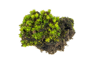 green moss on a transparent background. png