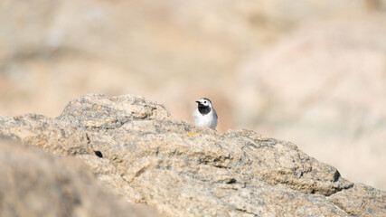 Bird (White Wagtail) on rock