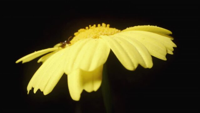 A yellow Anacyclus flower spins on a black background with an ant crawling on it, captured in macro.