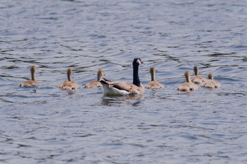 Grey wild goose, cute Water Birds Geese