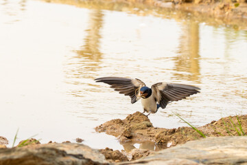 Rauchschwalbe (hirundo rustica) sammelt Lehm zum Nestbau
