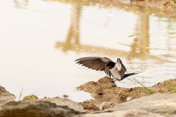  Rauchschwalbe (hirundo rustica) sammelt Lehm zum Nestbau