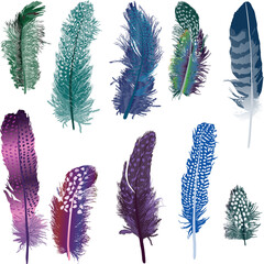 ten multicolored feathers isolated on white background