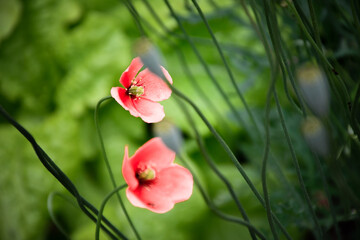 Obraz premium orange pink poppy flowers