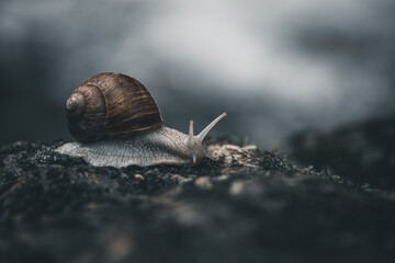 Big snail Burgundy snail or Roman snail crawling on the rock in the rain.