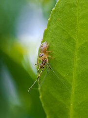 Araña saltarina alimentándose 