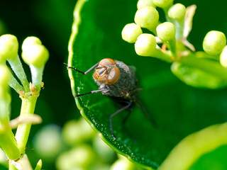 Macro de una mosca