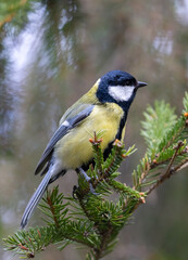 Naklejka premium great tit on fir tree branch