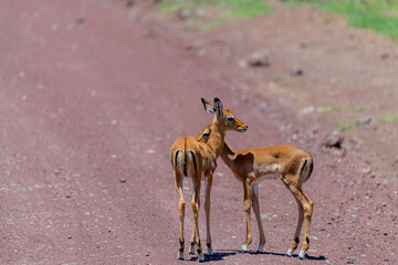 Wild Thomson's gazelles in the African savannah
