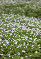 small white anemon flowers carpet in forest