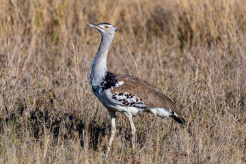 Wild birds in Serengeti National Park