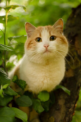 Naklejka na ściany i meble cat on a tree in the garden