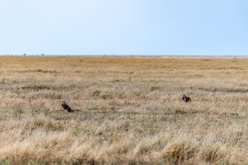 Wild birds in Serengeti National Park