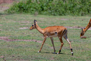 Wild Thomson's gazelles in the African savannah