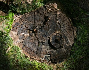 wood slice as texture for artists
