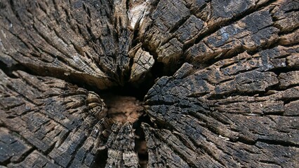 wood slice as texture for artists