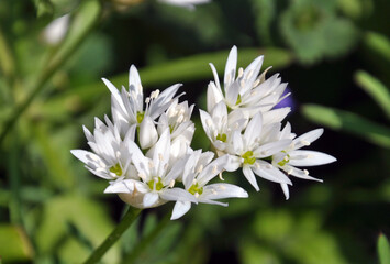 Allium ursinum grows in the wild