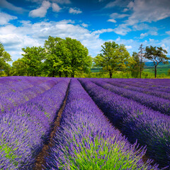 Fantastic summer landscape and purple lavender rows on the field