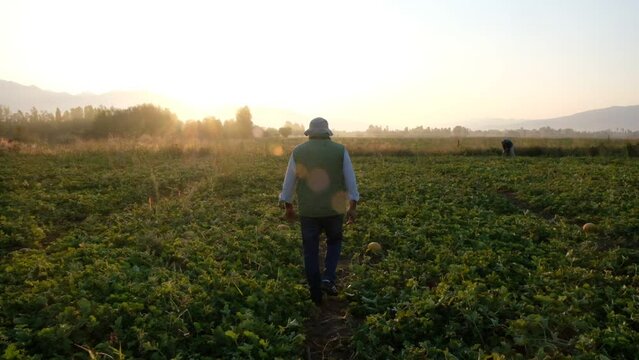 Farmer Walking In Field during sunset or sunrise