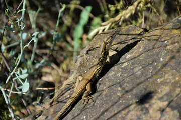 lagartija al sol