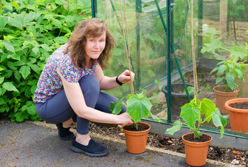 Woman encouraging cucumbers plants to grow up canes.